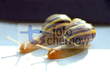 schnecke