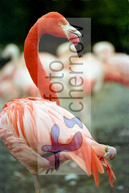 flamingo